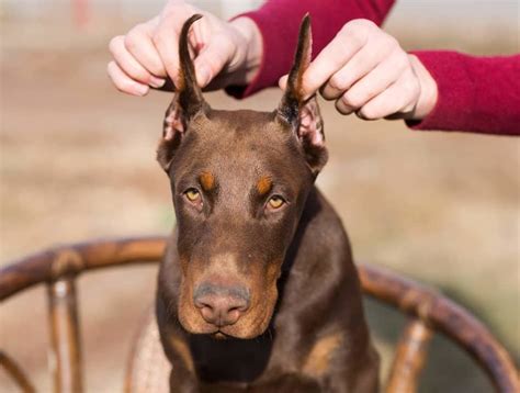 Dog ear cropping in los angeles. Things To Know About Dog ear cropping in los angeles. 